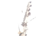 juzuwe Profile Picture