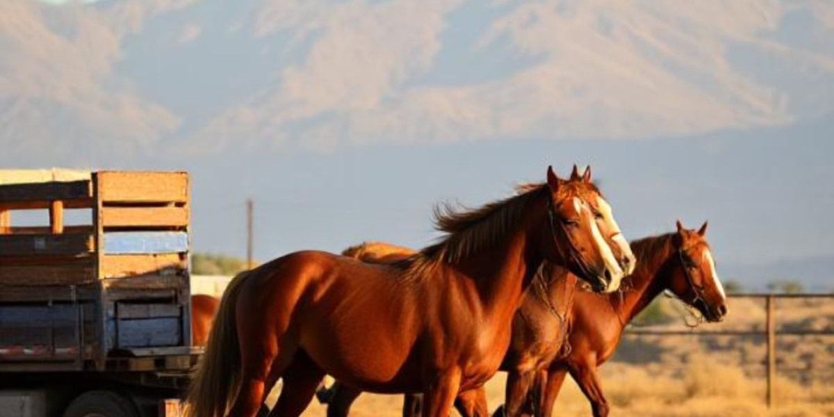 Trusted Solutions for Safe and Reliable Horse Transportation in California