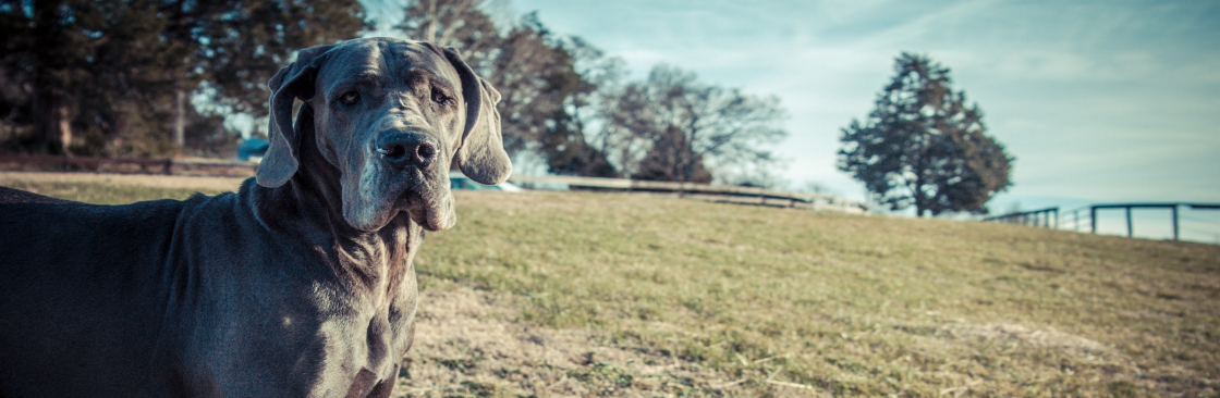 No Worries Pet and Farm Sitting Cover Image